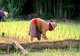 Thailand: A woman planting rice in a paddy field near the town of Nan, northern Thailand